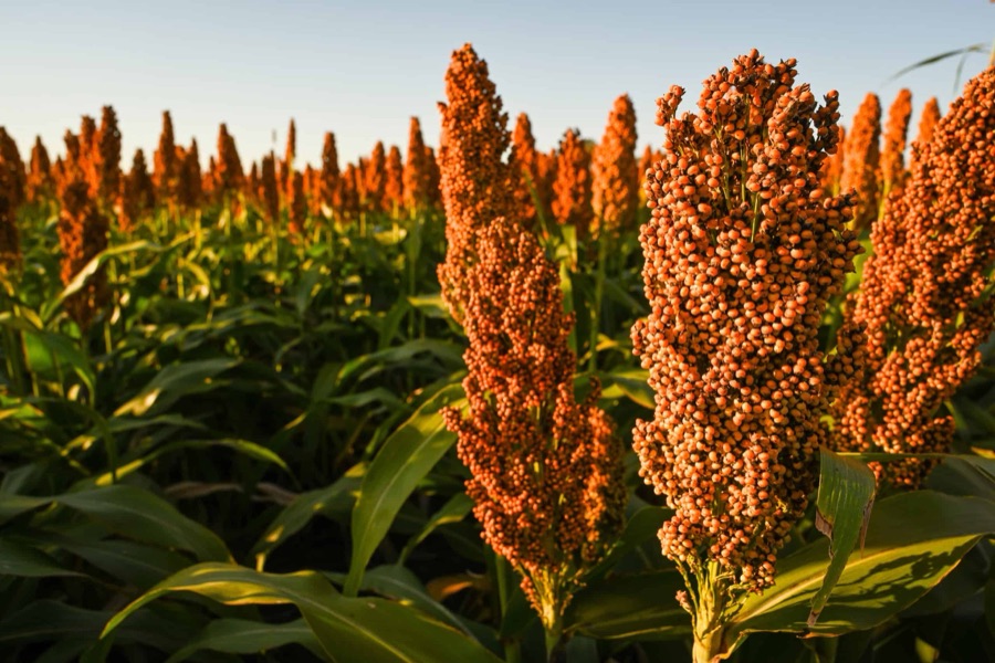 A sorghum panicle heavy with rust-red grain at golden hour