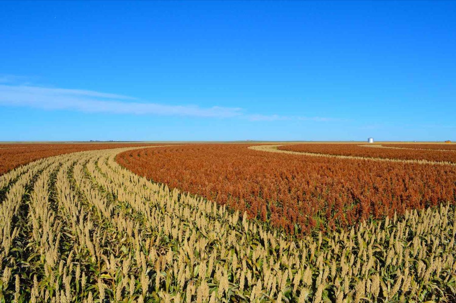 Sorghum rows curving to the horizon under a blue sky