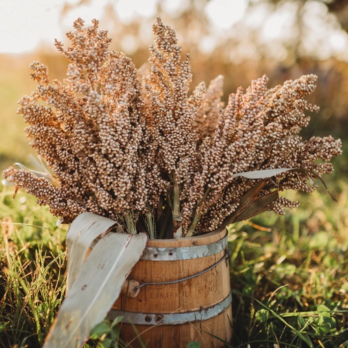 A harvested bundle of sorghum in a wooden bucket