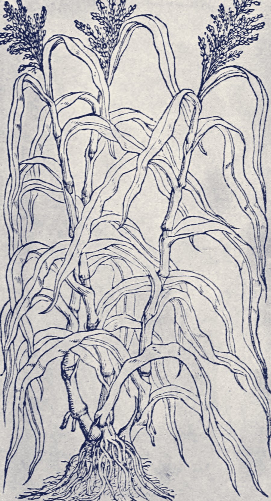 Botanical study of a sorghum plant showing panicles, stalks, and root structure