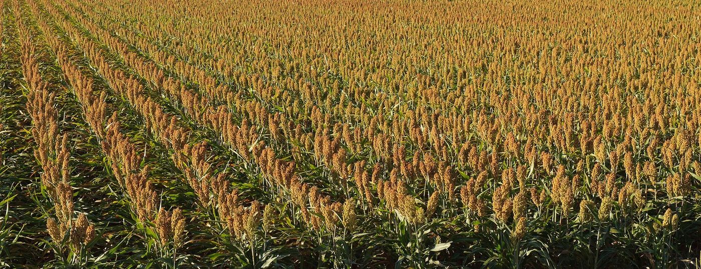 Rows of golden grain sorghum at harvest on the High Plains